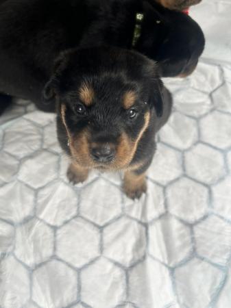 Image 7 of Gorgeous Rottweiler Pups not to be missed