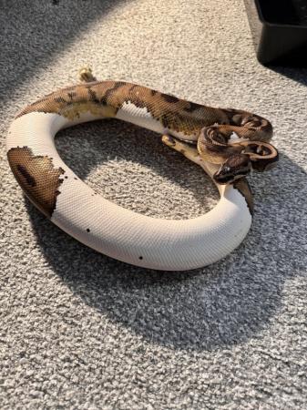 Image 4 of Female Pied Royal Python (1220g)