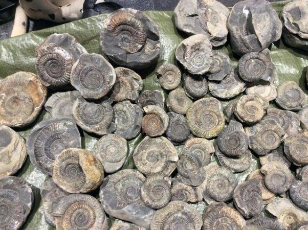Image 2 of Fossil ammonites for sale various examples