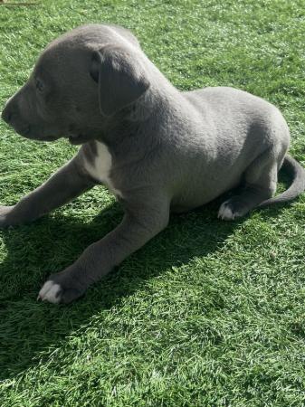 Image 5 of Beautiful blue Lurcher pups