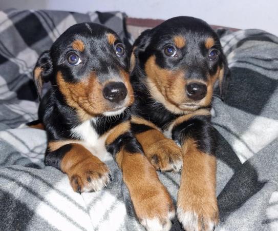 Image 8 of * ALL SOLD*  Beautiful dachshund x collie