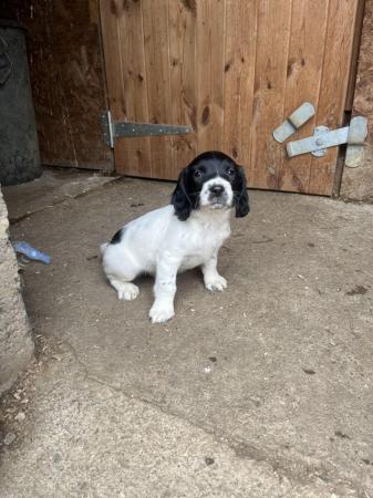 Image 1 of Working Springer Spaniel Puppies for sale