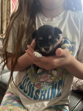 Image 8 of Chihuahua x puppies from KC parents
