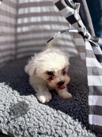 Image 15 of 4 Maltese pups for sale