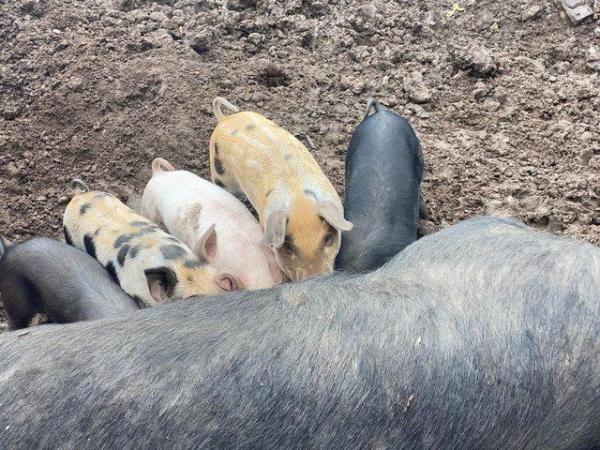 Image 2 of 9 weaners available all pink strong piglets