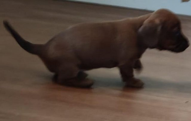 Image 18 of Dachshund Puppies available males and females