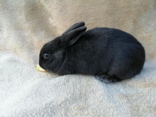 Image 3 of Adult male rabbits looking for new homes