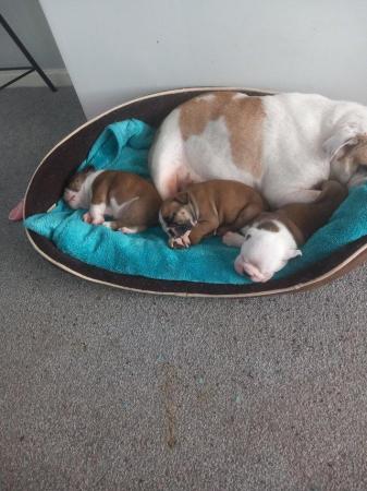 Image 3 of British bulldog puppies for sale