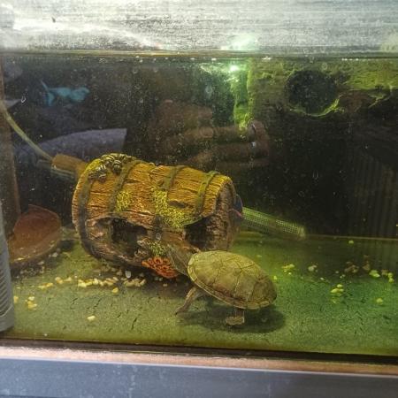 Image 5 of 2 young turtles with tank for sale