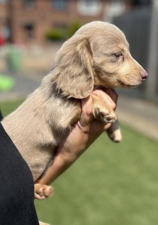 Image 14 of Female Isabella Long haired miniature dachshunds