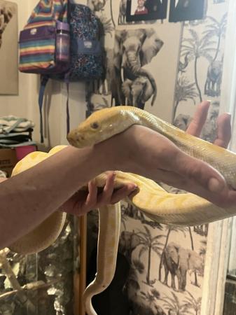 Image 4 of Snake needing a new home