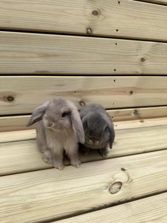 Image 4 of Mini lop baby rabbits male and female