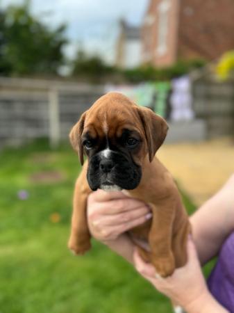 Image 20 of Stunningly Perfect 6 week old KC Pedigree Boxer puppies.