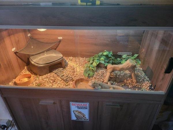 Image 2 of Reptiles/amphibians a new, loving home