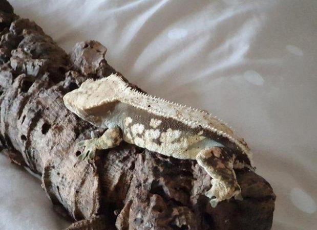 Image 3 of 3 year old Female Crested Gecko