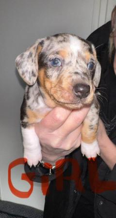 Image 2 of Miniature dachshund puppies for sale