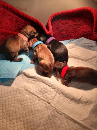 Image 4 of 6 Gorgeous miniature Dachshunds 1 week old