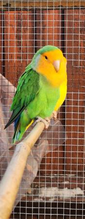 Image 5 of Beautiful Quality LoveBirds of different colours