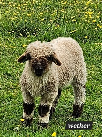 Image 3 of Valais Blacknose Ewe Lambs