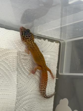 Image 4 of Various leopard geckos available!