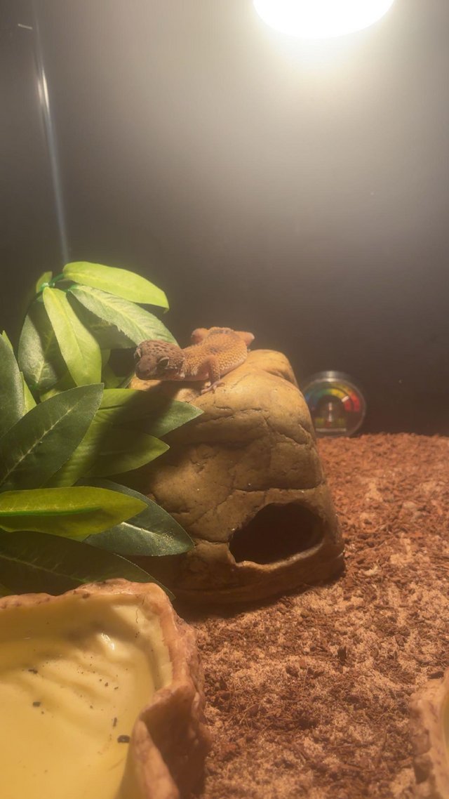 1yr old lepord gecko £60 — photo 2 of 4