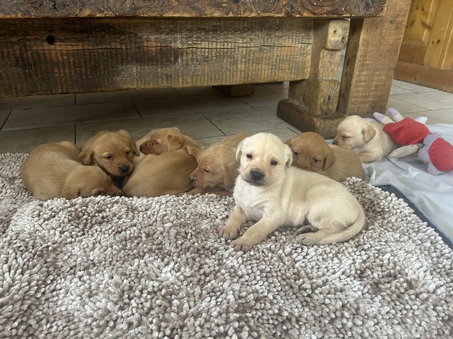 Preview of the first image of FT Champion KC Labrador Puppies from Health tested parents.