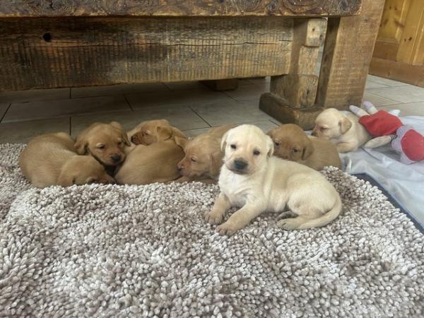 Image 1 of FT Champion KC Labrador Puppies from Health tested parents