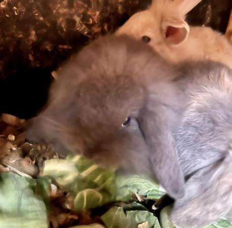 Image 3 of 7 wk old mini lop rabbits ready to leave 25/3