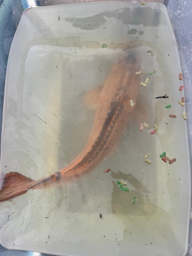 Koi fish 27” dotiosu ? Needing new home — photo 3 of 4