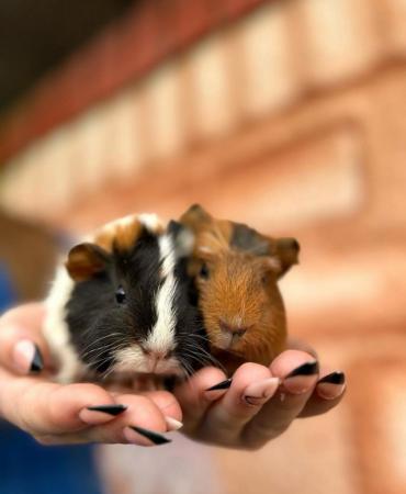 Image 5 of Friendly Guinea pigs for sale
