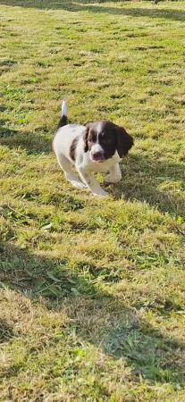 Image 20 of Champion line beautiful english springer spaniels puppies