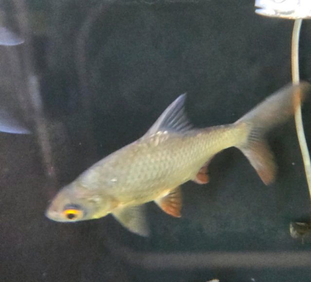 Preview of the first image of Tin foil barb, platinum barbs and synodontis catfish.
