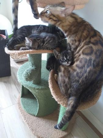 Image 2 of Bengal mix kittens for sale