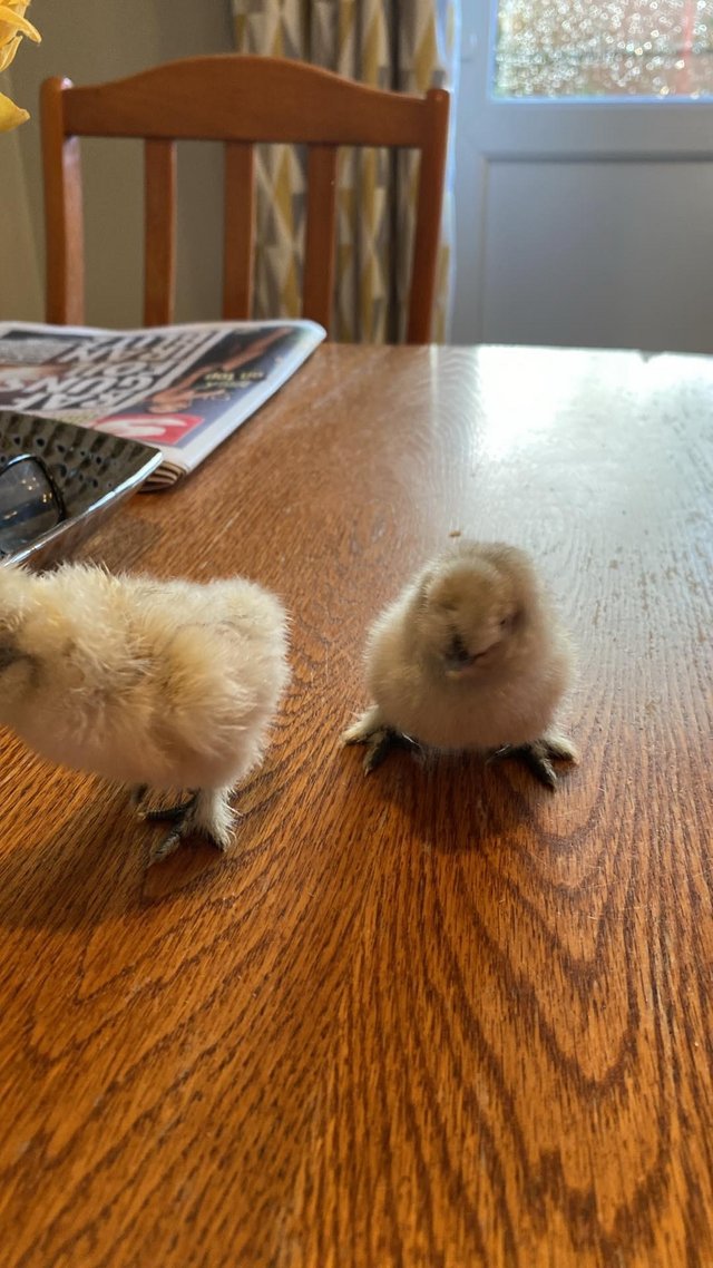 Preview of the first image of Unsexed Silkie bantam chicks.