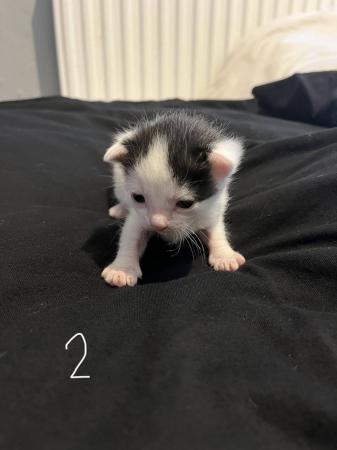 Image 9 of Beautiful kitten for sale. *ALL SOLD*