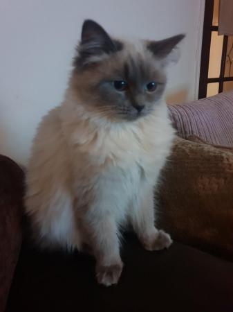 Image 4 of 10 month old female ragdoll