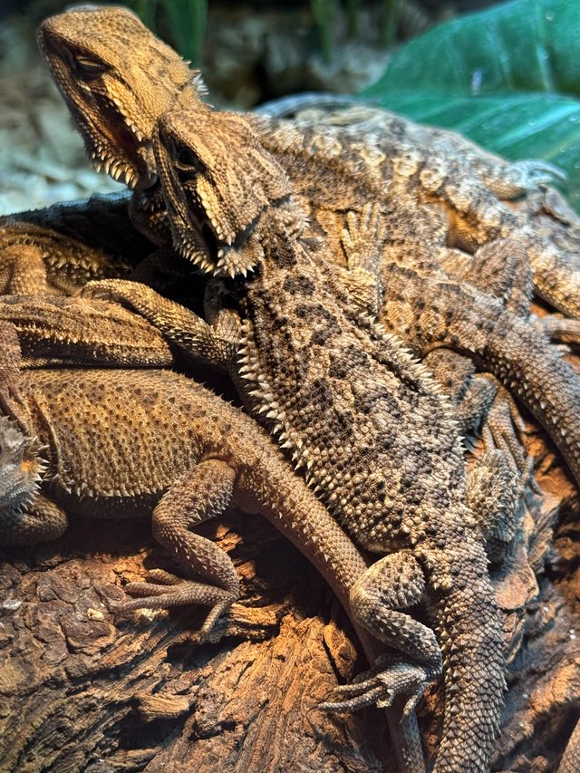Preview of the first image of Bearded dragons 11 weeks old females..