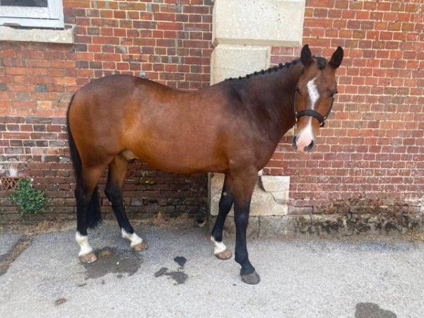 Image 1 of ** Available now ** Sharer for our lovely pony Somerset
