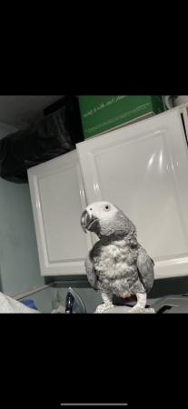 Image 3 of African Grey Parrot brilliant talker inc cage