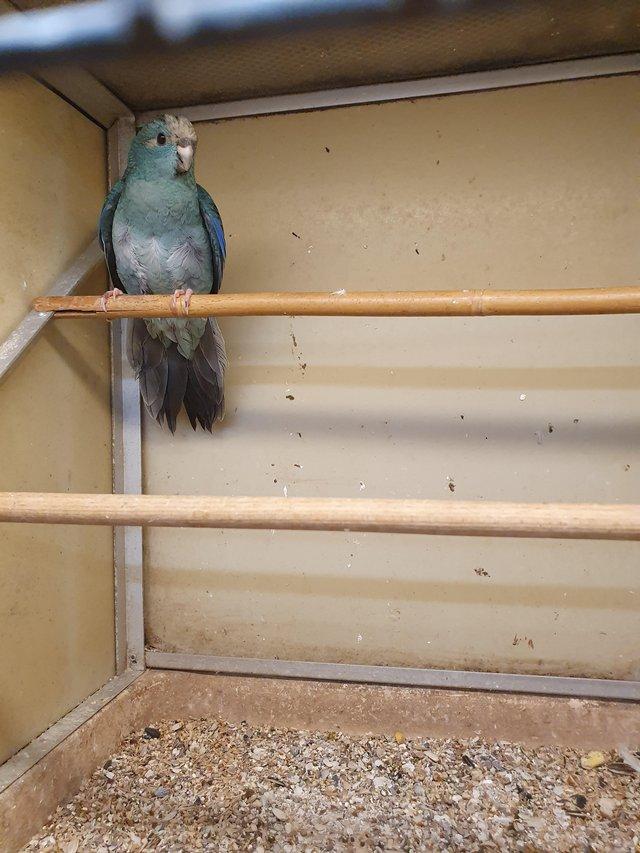 Preview of the first image of Baby blue kakariki available.