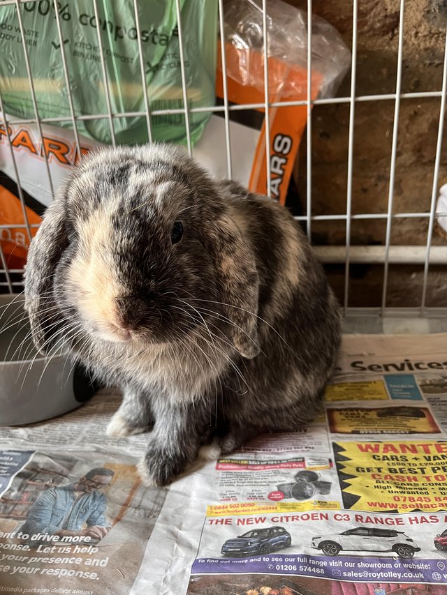 Mini lop male harlequin — Pets & Animals in Brentwood