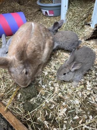 Image 2 of Giant continental rabbit for sale