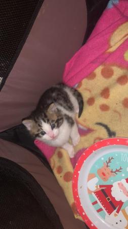 Image 3 of Kittens for sale not ready until 22nd may