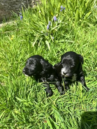 Image 2 of BEAUTIFUL SPROODLE PUPPIES FOR SALE