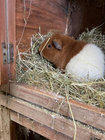 Image 5 of Female guinea pigs for sale