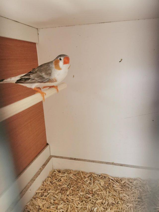 Preview of the first image of Penguin zebra finches x4.