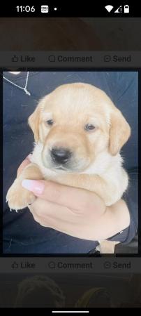 Image 3 of Beautiful fox Red and yellow Labrador pups