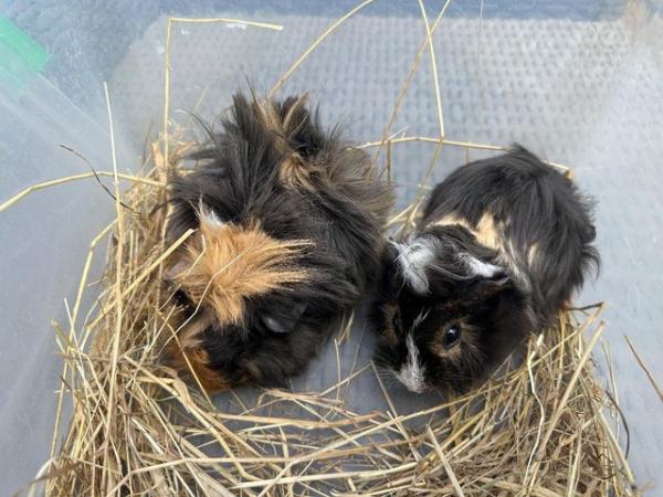 Image 9 of 2 left x Pretty funky haired female guinea pigs.