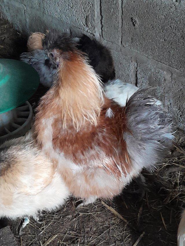 Preview of the first image of 8 month old silkie cockrel.