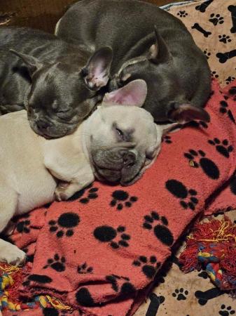 Image 5 of Cute kc french bulldogs ready to leave